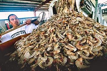 Transport of live fish stock on ships and lorries